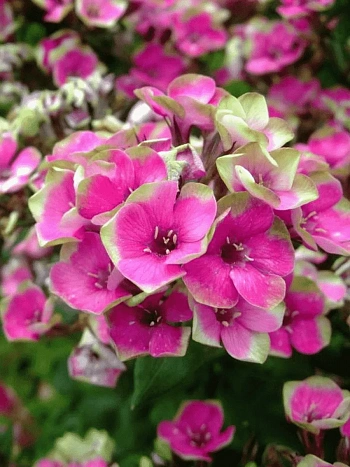 Флокс метельчатый Aureole