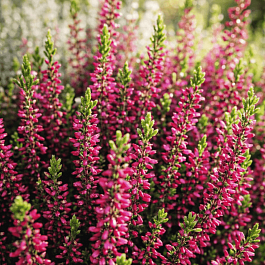 Вереск обыкновенный Pink Bettina