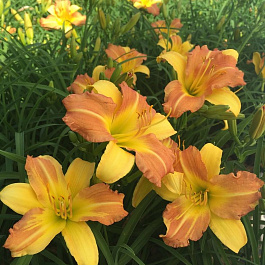 Лилейник гибридный ЭвериДейлили Голд