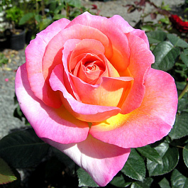 Роза чайно-гибридная Эль