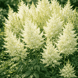 Астильба Арендса Donna