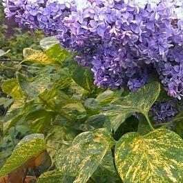 Сирень обыкновенная Аукубафолия