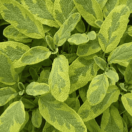 Шалфей лекарственный Goldblatt Icterina