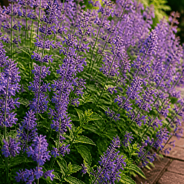 Котовник Фассена Six Hills Giant
