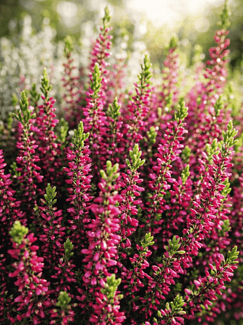 Вереск обыкновенный Pink Bettina