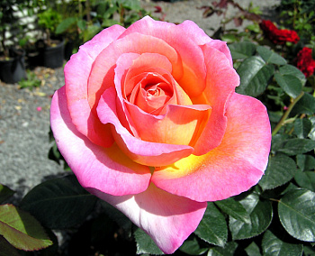 Роза чайно-гибридная Эль