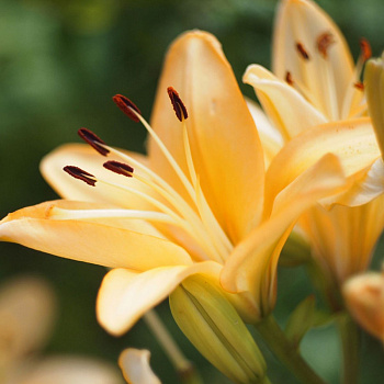 Лилия ЛА-гибрид Менорка НАБОР 2ШТ (2+2)