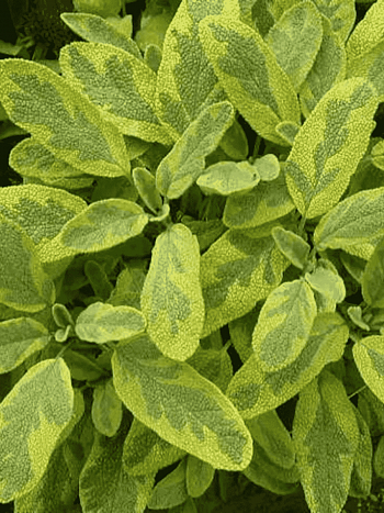 Шалфей лекарственный Goldblatt Icterina