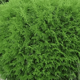 Туя западная Globosa Compacta