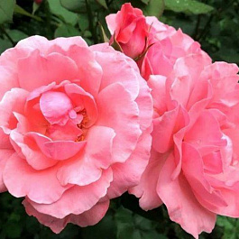 Роза плетистая Клайминг Элизабет