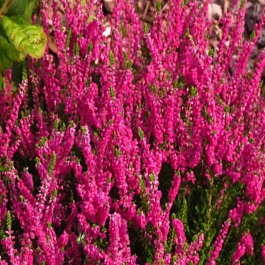 Вереск обыкновенный Disco Queen