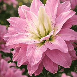 Лилия Magic Princess