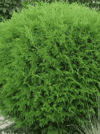 Туя западная Globosa Compacta