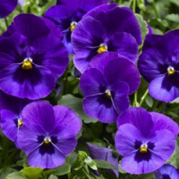 Виола ампельная Вондерфол Блю Виз Блотч