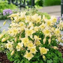 Аквилегия обыкновенная Early Bird Yellow