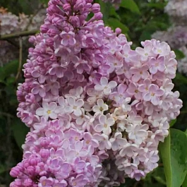 Сирень обыкновенная Илья Муромец