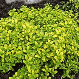 Тимьян лимоннопахнущий Aureus