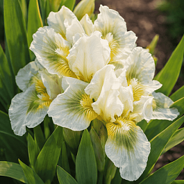 Ирис карликовый Green Spot