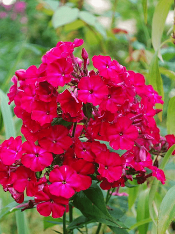 Флокс метельчатый Любимец Гаганова