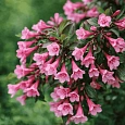 Вейгела цветущая  Purpurea