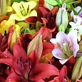 Лилия Mix
