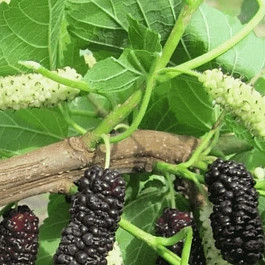 Шелковица черная Illinois Everbearing