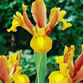 Ирис Bronze Beauty