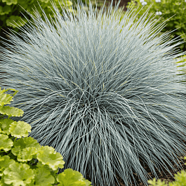 Овсяница Festina