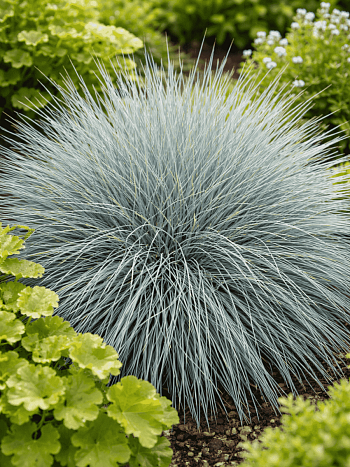 Овсяница Festina