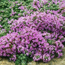 Тимьян ранний Халлс Вар. Роза