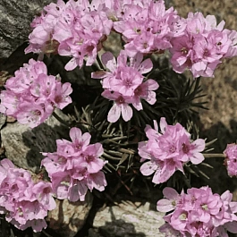 Армерия можжевелолистная Brno