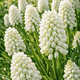 Мускари Botryoides Album