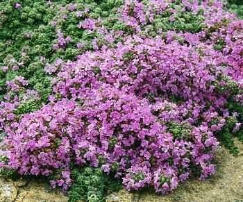 Тимьян ранний Халлс Вар. Роза