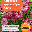 Астранция крупная Руби Клауд Астранция крупная Руби Клауд