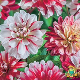 Георгина Декоративная Шорт-Трек