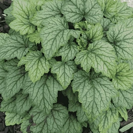 Гейхерелла Blue Ridge