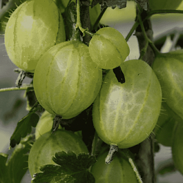 Крыжовник обыкновенный Invicta