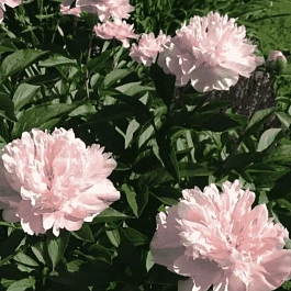 Пион Молочноцветковый Nancy Nora