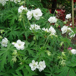 Герань луговая Лаура