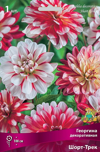 Георгина Декоративная Шорт-Трек