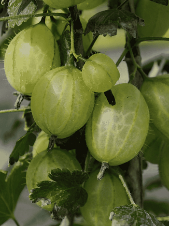 Крыжовник обыкновенный Invicta