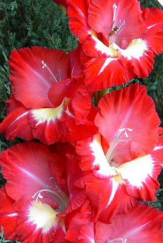 Гладиолус крупноцветковый Спарклер