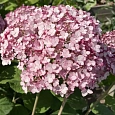 Гортензия древовидная Sweet Annabelle
