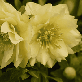 Морозник восточный Golden Discovery