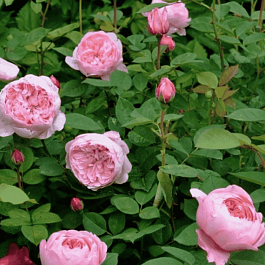 Роза Английская кустовая The Ainwick Rose