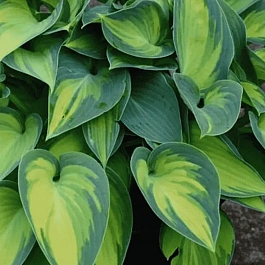 Хоста Smash Hit