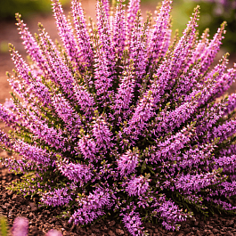 Вереск обыкновенный Hilda 