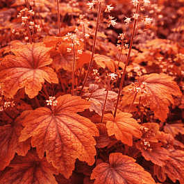Гейхерелла Sweet Tea
