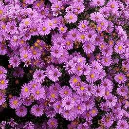 Астра кустарниковая Anneke