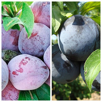 Дерево-сад (2-3х летка) слива 2 сорта Этюд-Зареченская ранняя